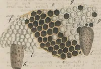 An illustration from (Band 1) (1801)