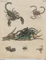 An illustration from (Band 1) (1801)