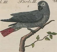 An illustration from (Band 1) (1801)