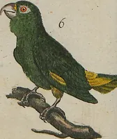 An illustration from (Band 1) (1801)