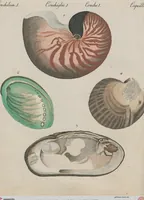 An illustration from (Band 1) (1801)