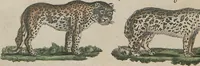 An illustration from (Band 1) (1801)