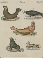 An illustration from (Band 1) (1801)
