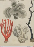 An illustration from (Band 1) (1801)