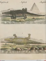 An illustration from (Band 1) (1801)
