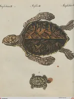 An illustration from (Band 1) (1801)