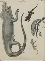 An illustration from (Band 1) (1801)