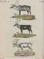 An illustration from (Band 1) (1801)