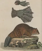An illustration from (Band 1) (1801)