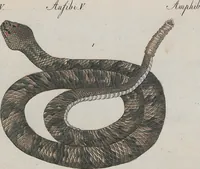 An illustration from (Band 1) (1801)