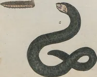 An illustration from (Band 1) (1801)