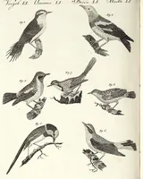 An illustration from (Band 4) (1802)