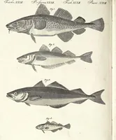 An illustration from (Band 4) (1802)