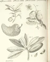An illustration from (Band 4) (1802)