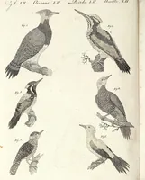 An illustration from (Band 4) (1802)