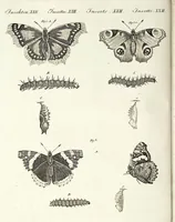 An illustration from (Band 4) (1802)