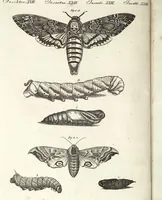 An illustration from (Band 4) (1802)