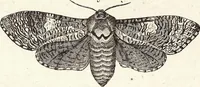 An illustration from (Band 4) (1802)