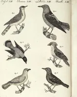 An illustration from (Band 4) (1802)