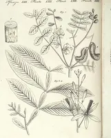 An illustration from (Band 4) (1802)
