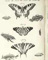 An illustration from (Band 4) (1802)