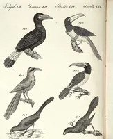 An illustration from (Band 4) (1802)