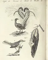 An illustration from (Band 4) (1802)