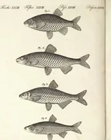 An illustration from (Band 4) (1802)