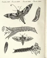 An illustration from (Band 4) (1802)
