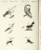 An illustration from (Band 4) (1802)