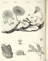An illustration from (Band 4) (1802)