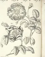 An illustration from (Band 4) (1802)