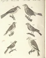 An illustration from (Band 4) (1802)