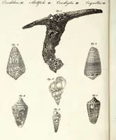 An illustration from (Band 4) (1802)