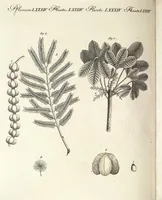 Picture 51 of 100 from (Band 4) (1802), leaf 248