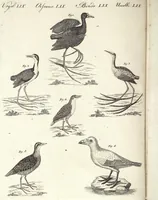 An illustration from (Band 4) (1802)