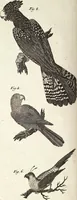 An illustration from (Band 4) (1802)