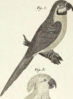 An illustration from (Band 4) (1802)