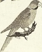 An illustration from (Band 4) (1802)