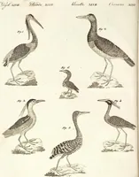 An illustration from (Band 4) (1802)