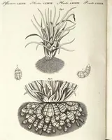 An illustration from (Band 4) (1802)