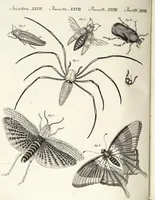 An illustration from (Band 4) (1802)