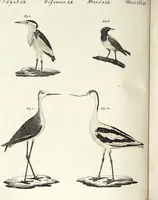 An illustration from (Band 4) (1802)