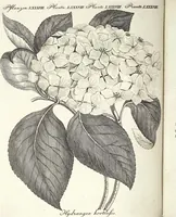 An illustration from (Band 4) (1802)
