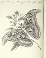 An illustration from (Band 4) (1802)