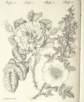 An illustration from (Band 4) (1802)
