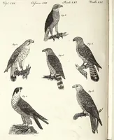 An illustration from (Band 4) (1802)
