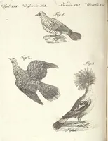 An illustration from (Band 4) (1802)