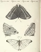 An illustration from (Band 4) (1802)