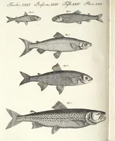 An illustration from (Band 4) (1802)
